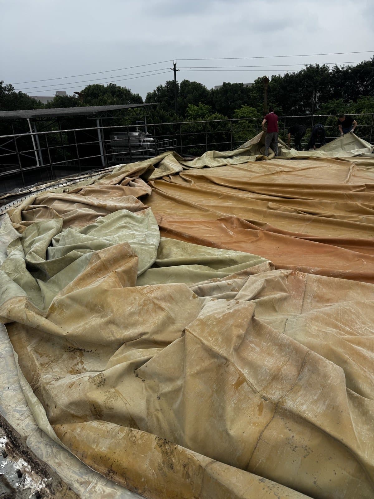 Old inner membrane fully exposed after the outer membrane was moved clear